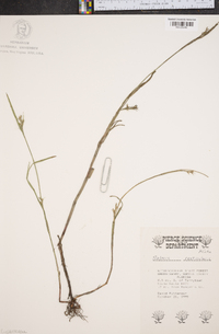 Scleria reticularis image